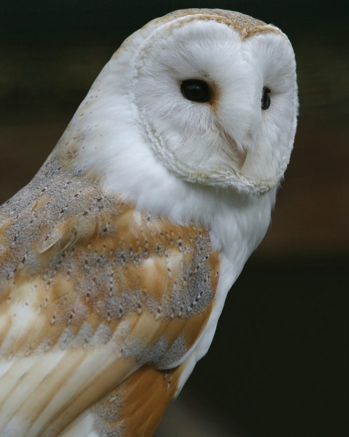Home Think Wildlife Home Think Wildlife