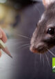 Updated options for rodenticide ‘proof-of-competence’ training